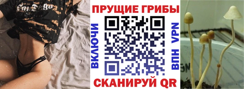 как найти закладки  Нижневартовск  Псилоцибиновые грибы GOLDEN TEACHER 